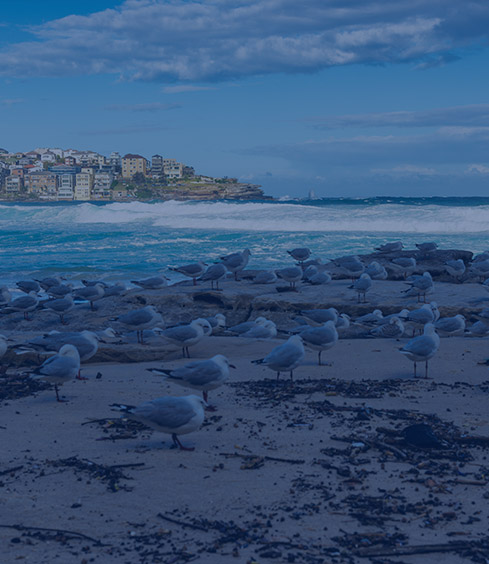 Manly Beach