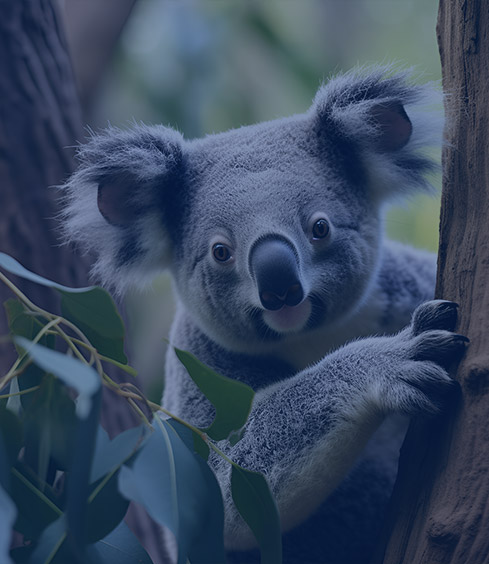 Taronga Zoo