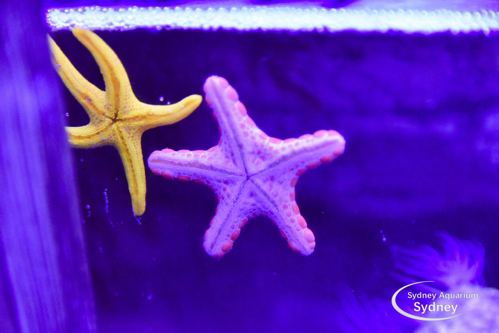 SEA LIFE Sydney Aquarium-Joseph Brooks