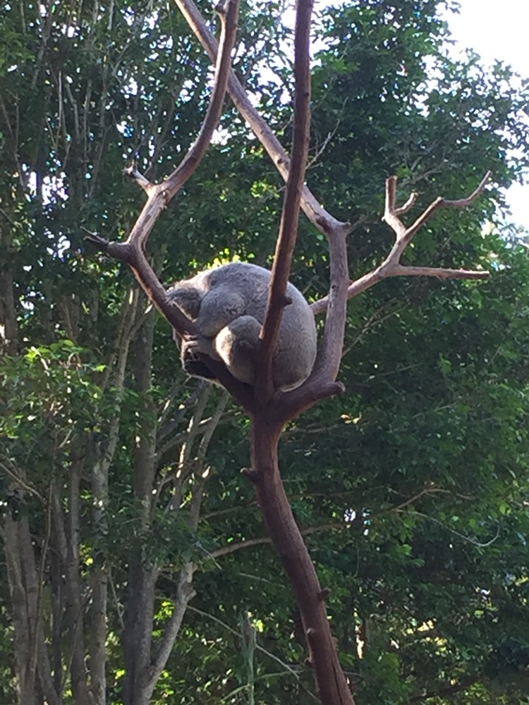 Taronga Zoo-Phoenix Nightrise