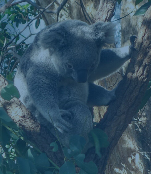 WILD LIFE Sydney Zoo