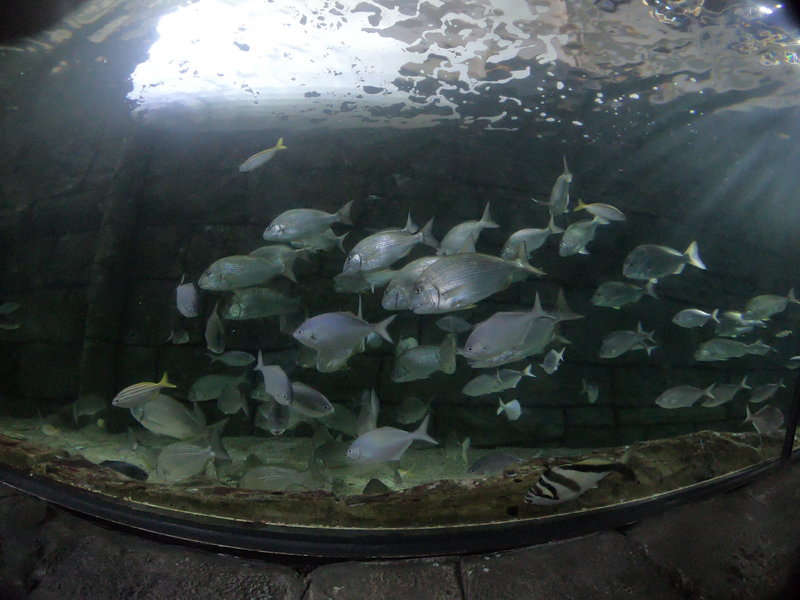 SEA LIFE Sydney Aquarium-Henry Lee