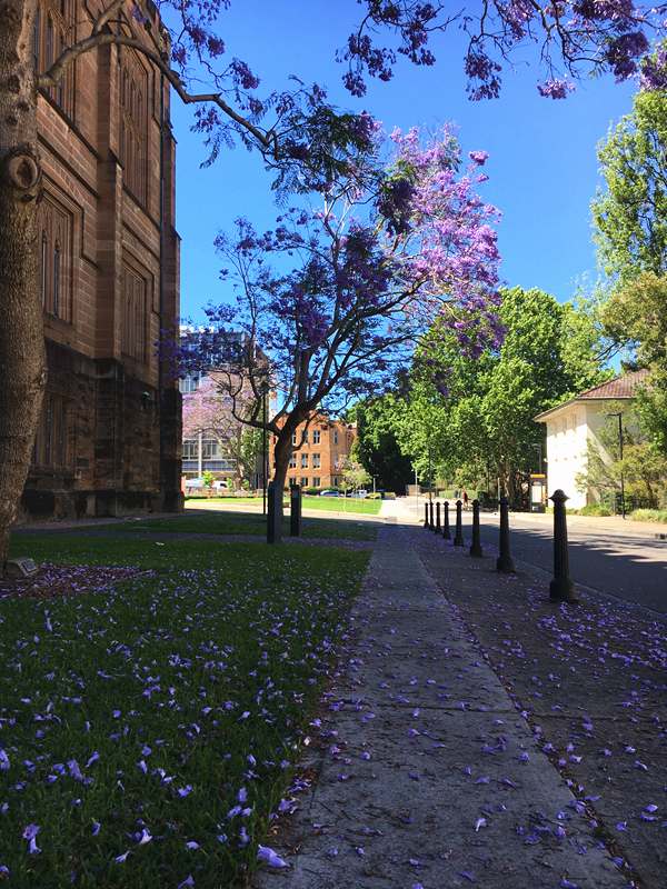 Sydney Uni-Wolf Brightshine