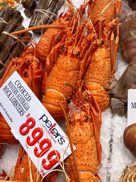 Sydney Fish Market-Isabella Martinez