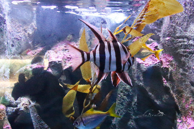 SEA LIFE Sydney Aquarium-Sofia Campbell