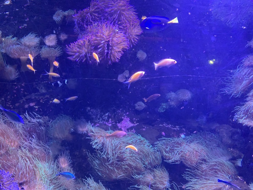 SEA LIFE Sydney Aquarium-William White