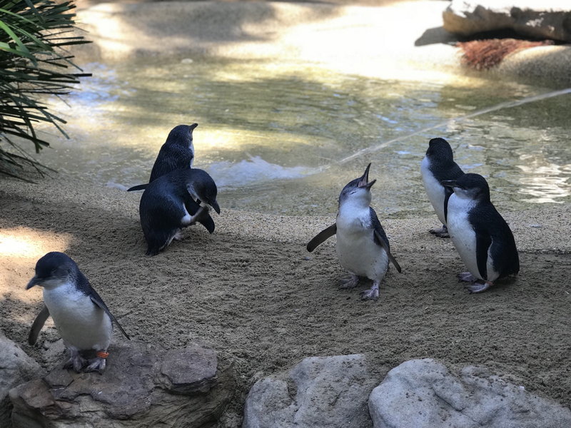WILD LIFE Sydney Zoo-Dominic Chen