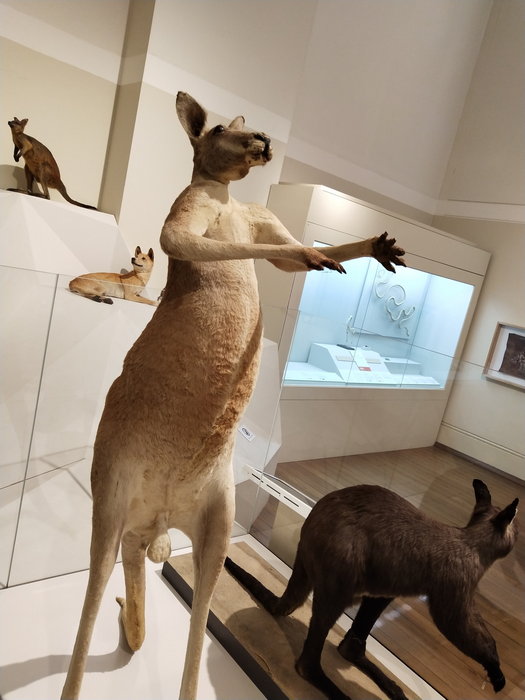 Australian Museum-Charlotte Brown