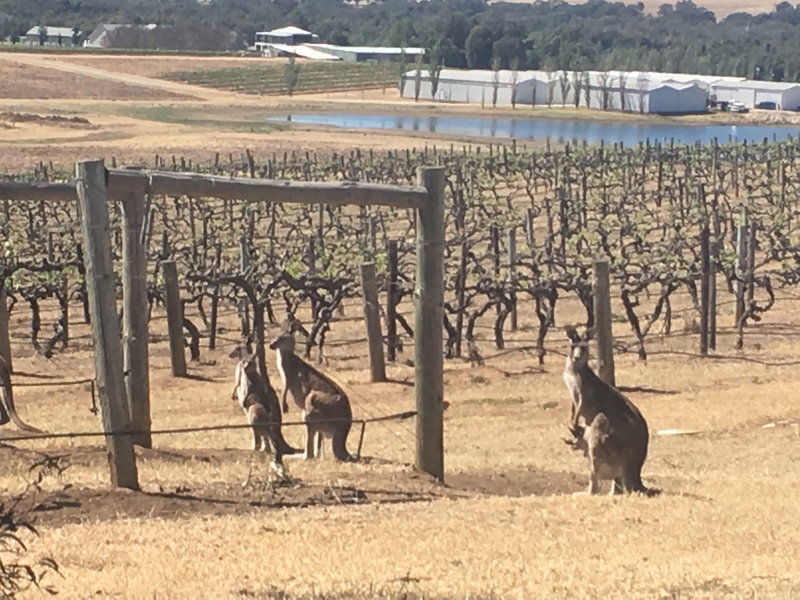 Hunter Valley-Ember Hawthorne