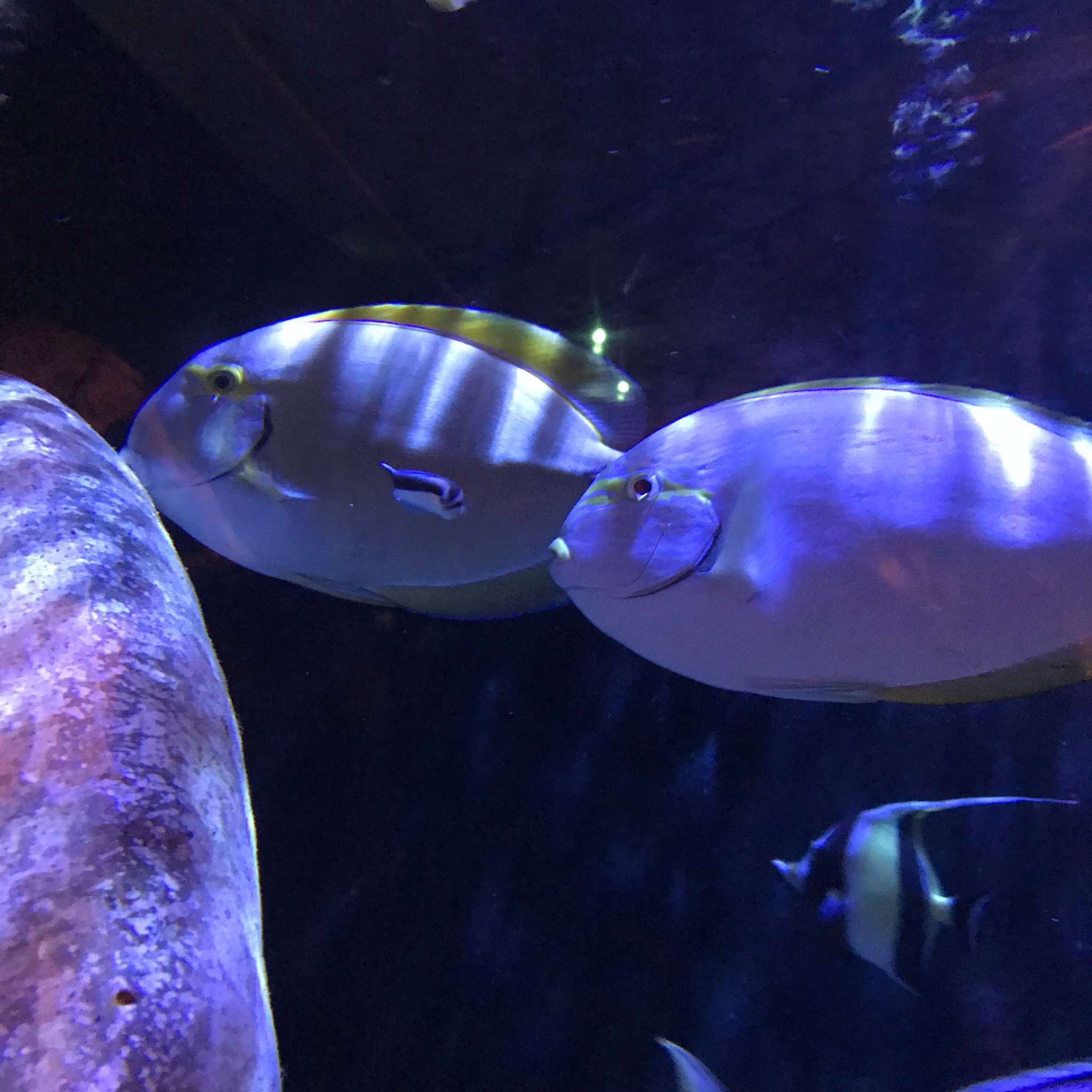 SEA LIFE Sydney Aquarium-James Wilson