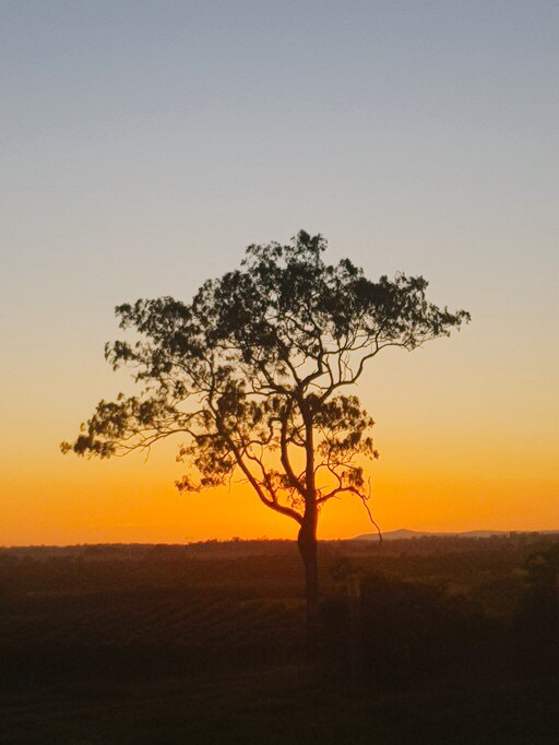 Hunter Valley-River Shepherd