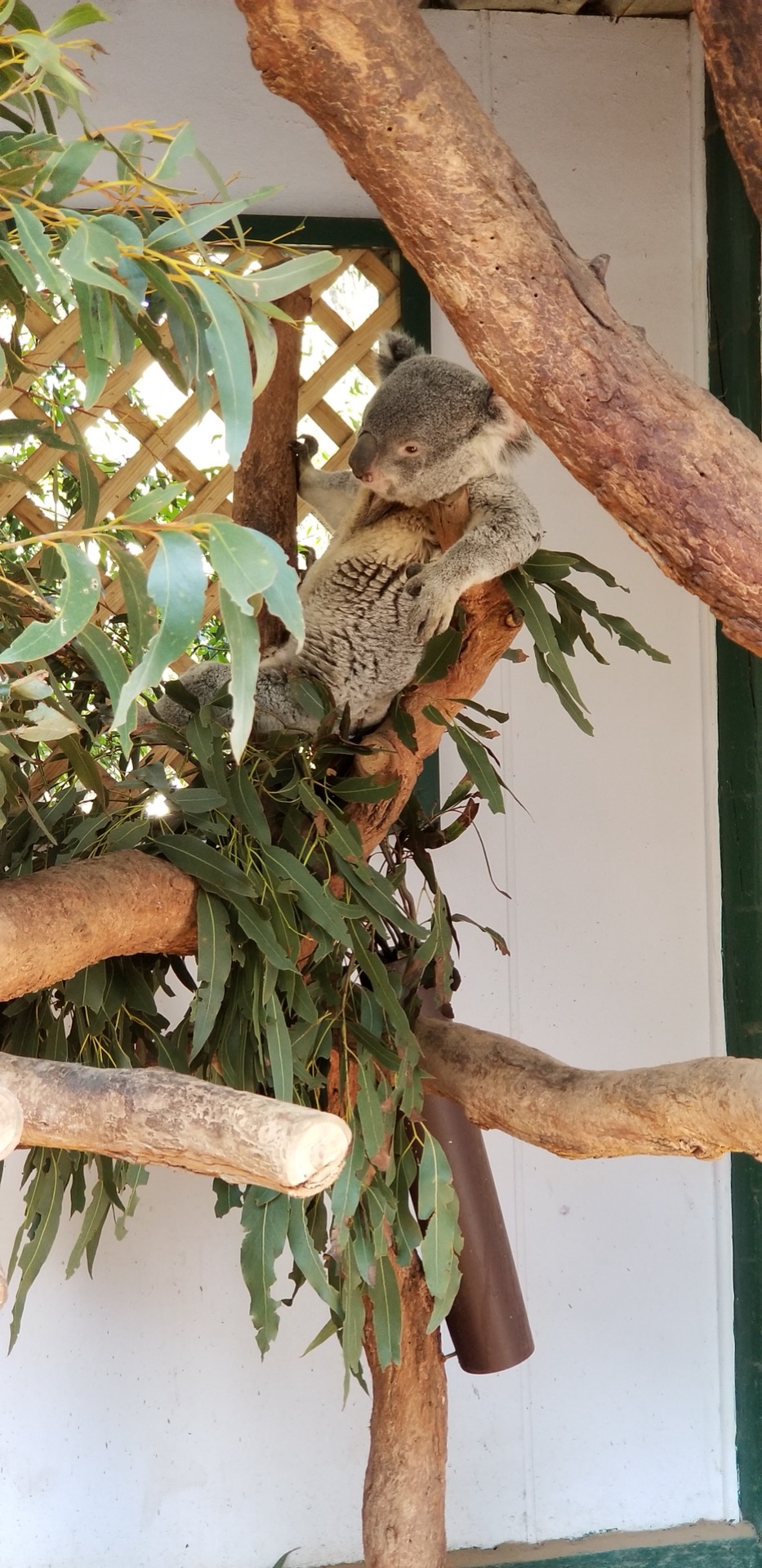 WILD LIFE Sydney Zoo-Dominic Chen