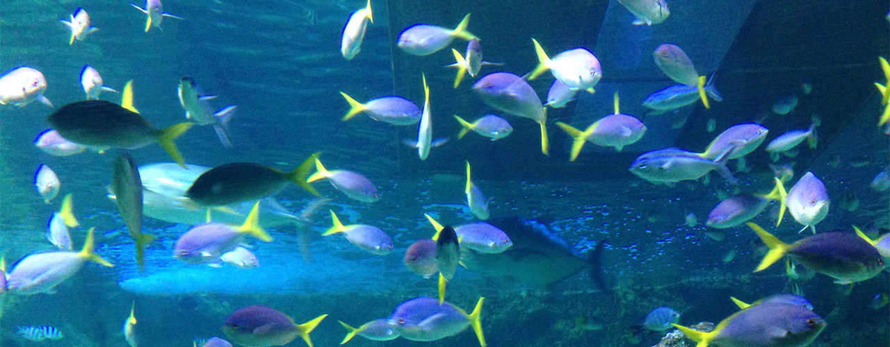 SEA LIFE Sydney Aquarium