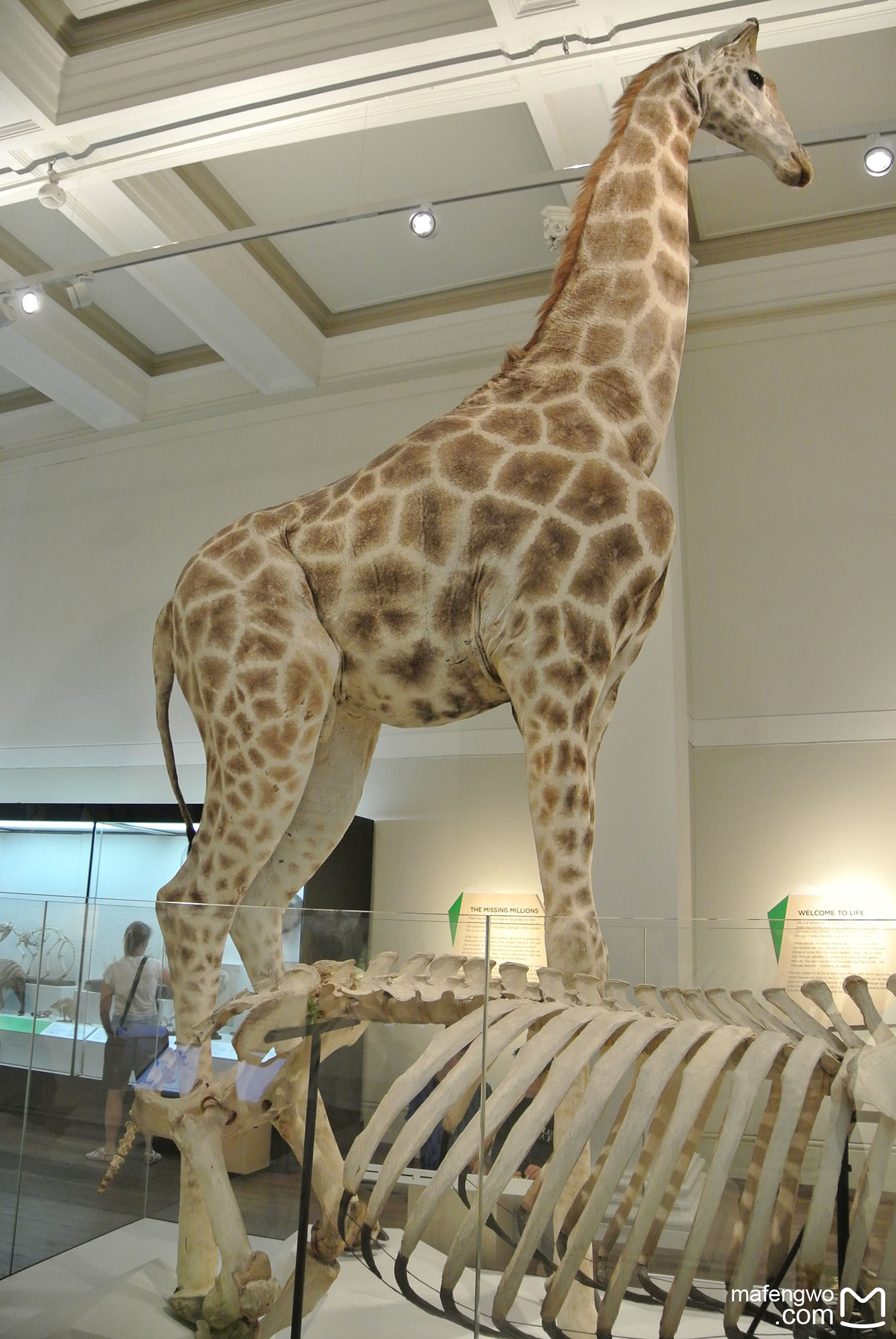 Australian Museum-Alexander Baker