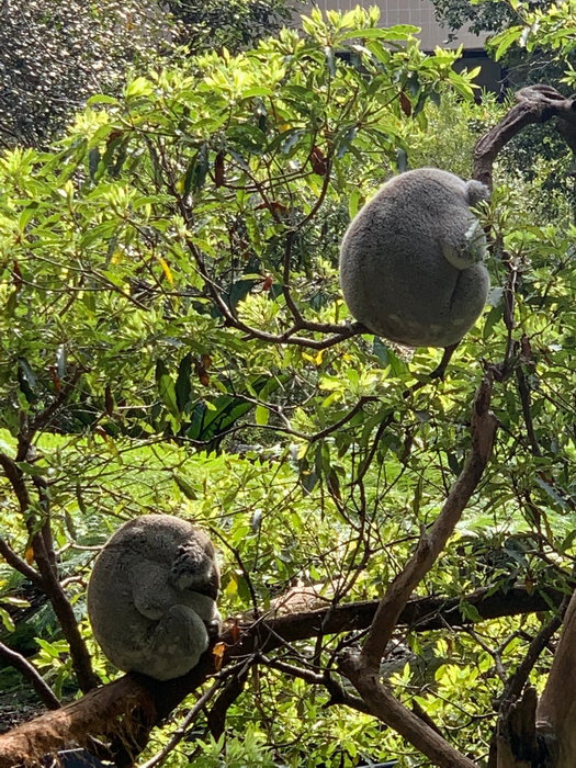 Taronga Zoo-River Moonwood