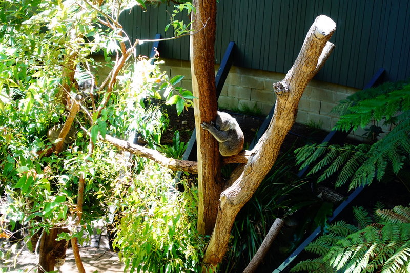 Taronga Zoo-Slate Ironwood