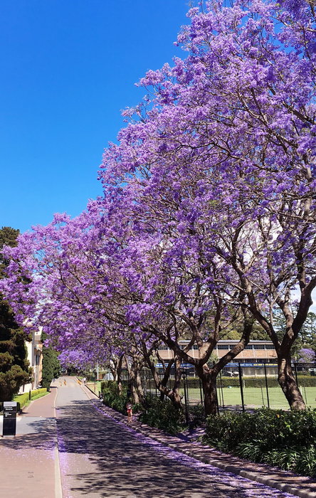 Sydney Uni-Wolf Brightshine