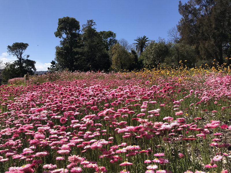 Royal Botanic Garden-Georgia Wilson