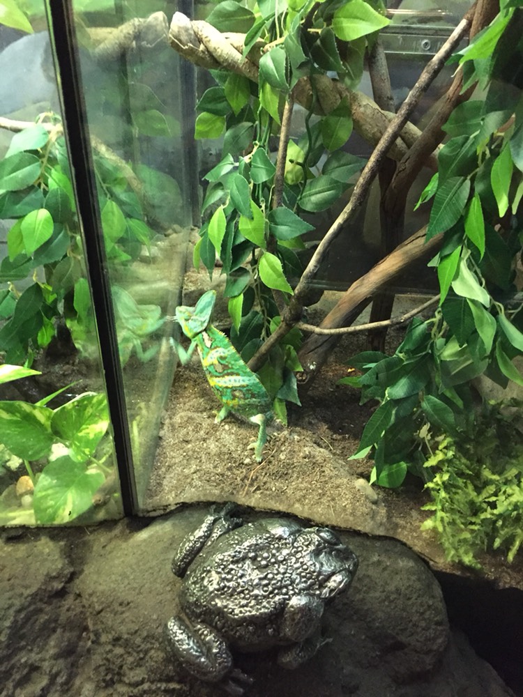 Taronga Zoo-Phoenix Nightrise