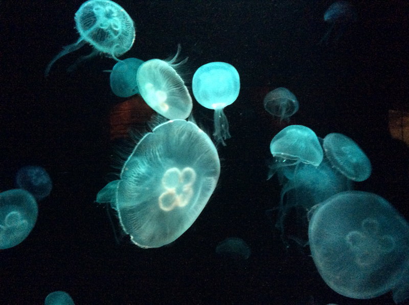 SEA LIFE Sydney Aquarium-Grace Phillips
