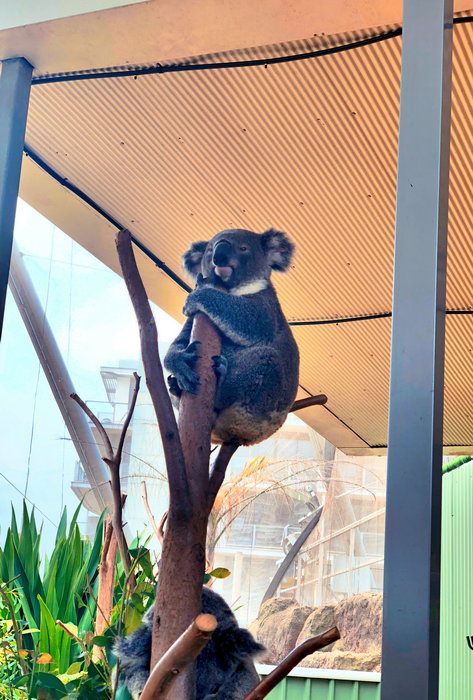 WILD LIFE Sydney Zoo-Gabriel Wallace