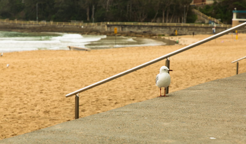 Manly Beach-Phoenix Hendricks