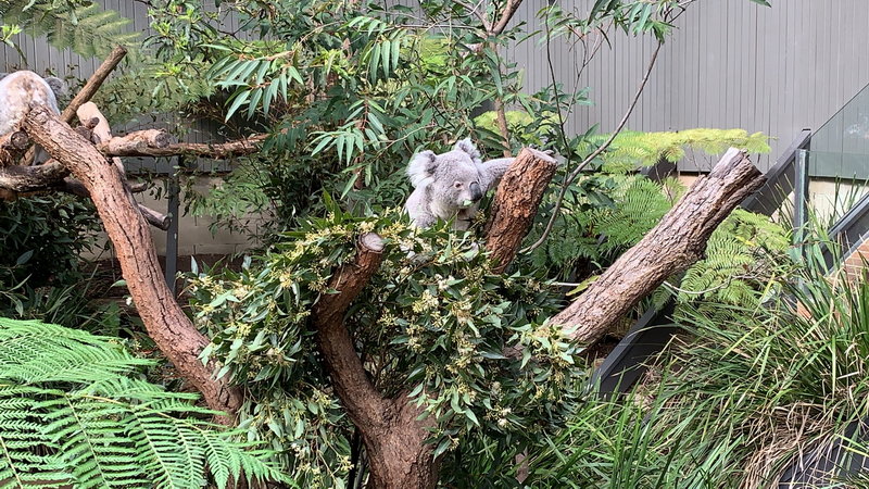 Taronga Zoo-River Moonwood