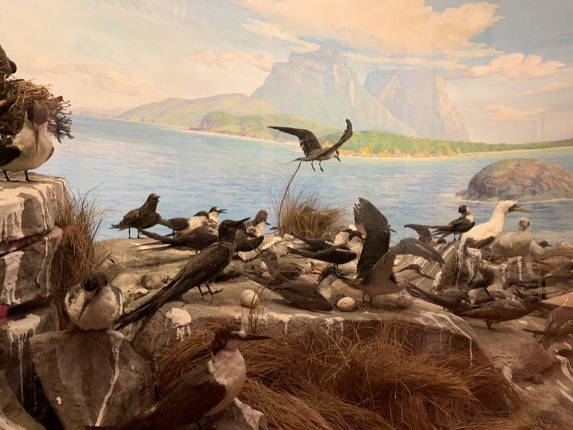 Australian Museum-Joseph Taylor