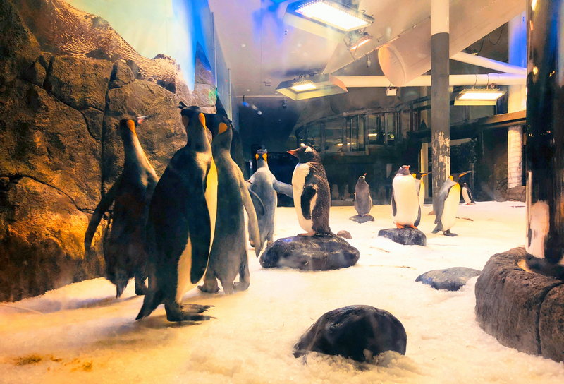 SEA LIFE Sydney Aquarium-Ava Martinez