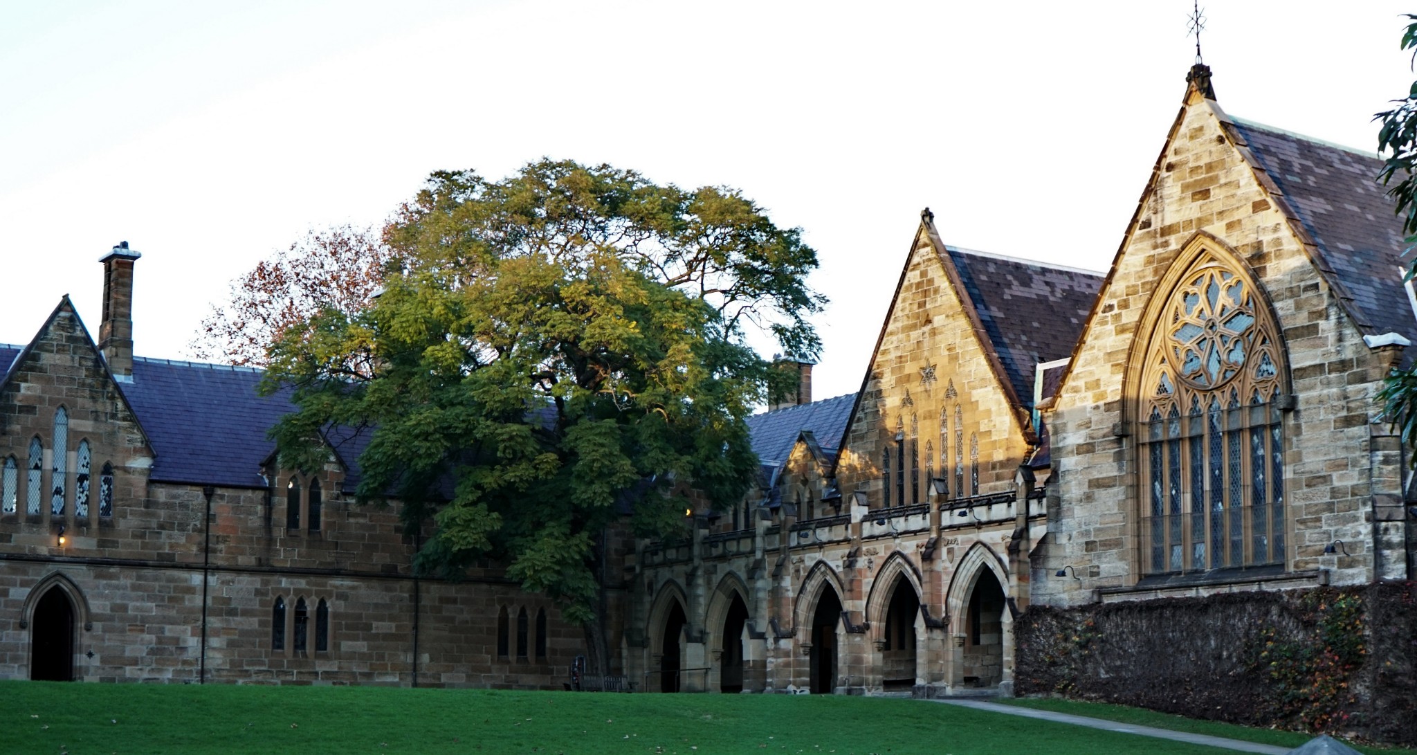 Sydney Uni-Willow Moonwood