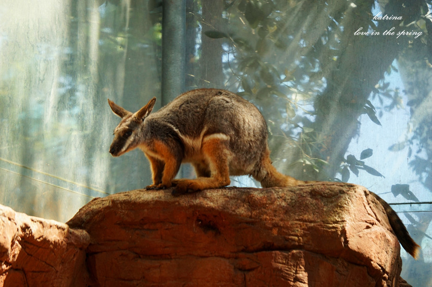WILD LIFE Sydney Zoo-Ruby Martinez