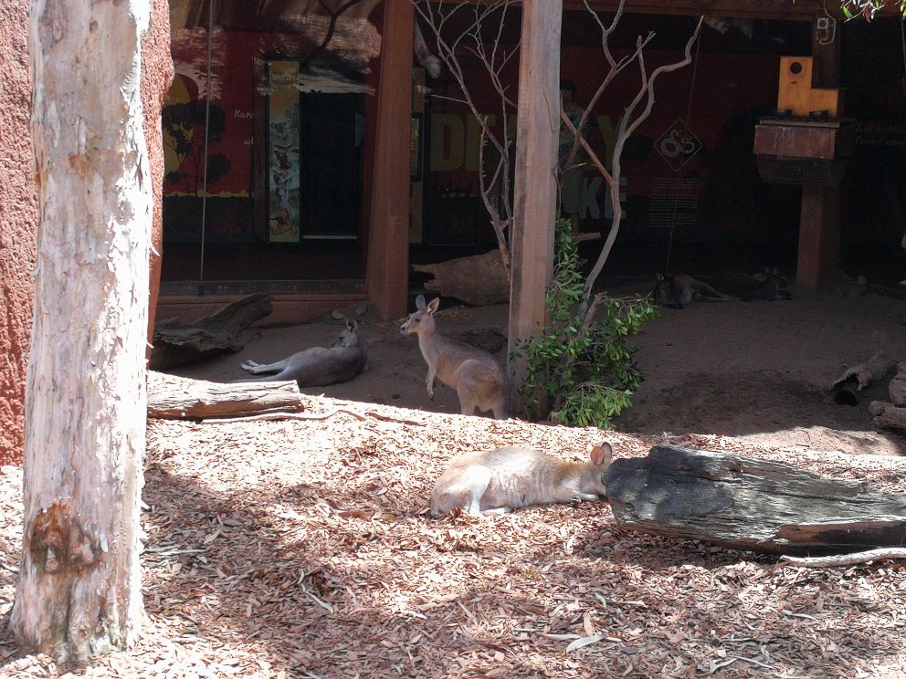 WILD LIFE Sydney Zoo-Felix Price
