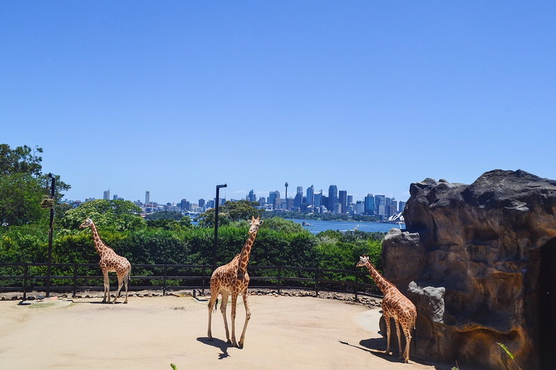 Taronga Zoo-Ash Stormwood