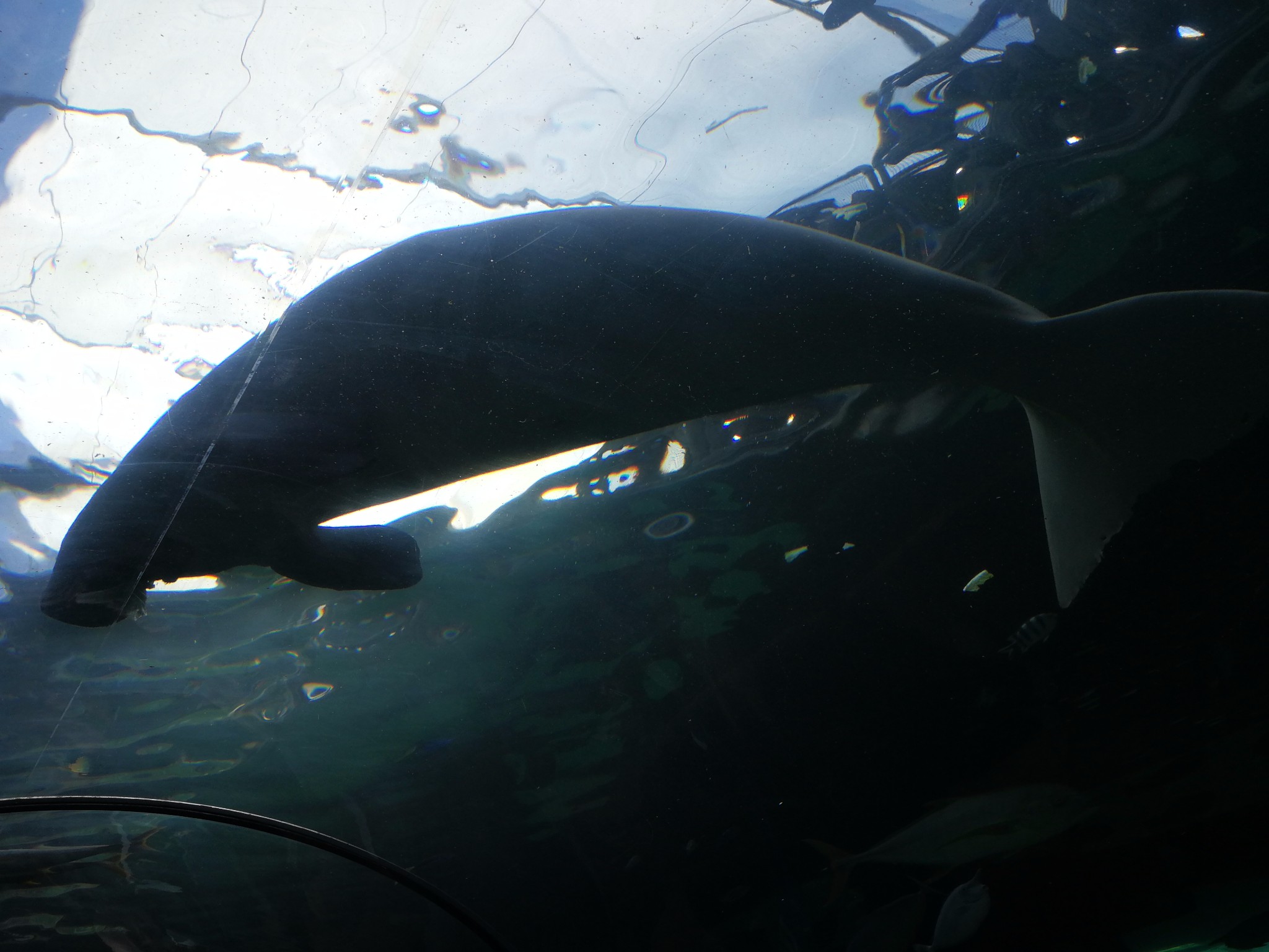 SEA LIFE Sydney Aquarium-Daniel Adams
