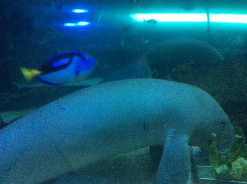 SEA LIFE Sydney Aquarium-Grace Phillips