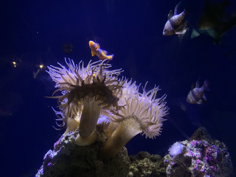 SEA LIFE Sydney Aquarium-William White
