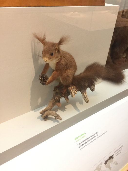 Australian Museum-Luna Powell