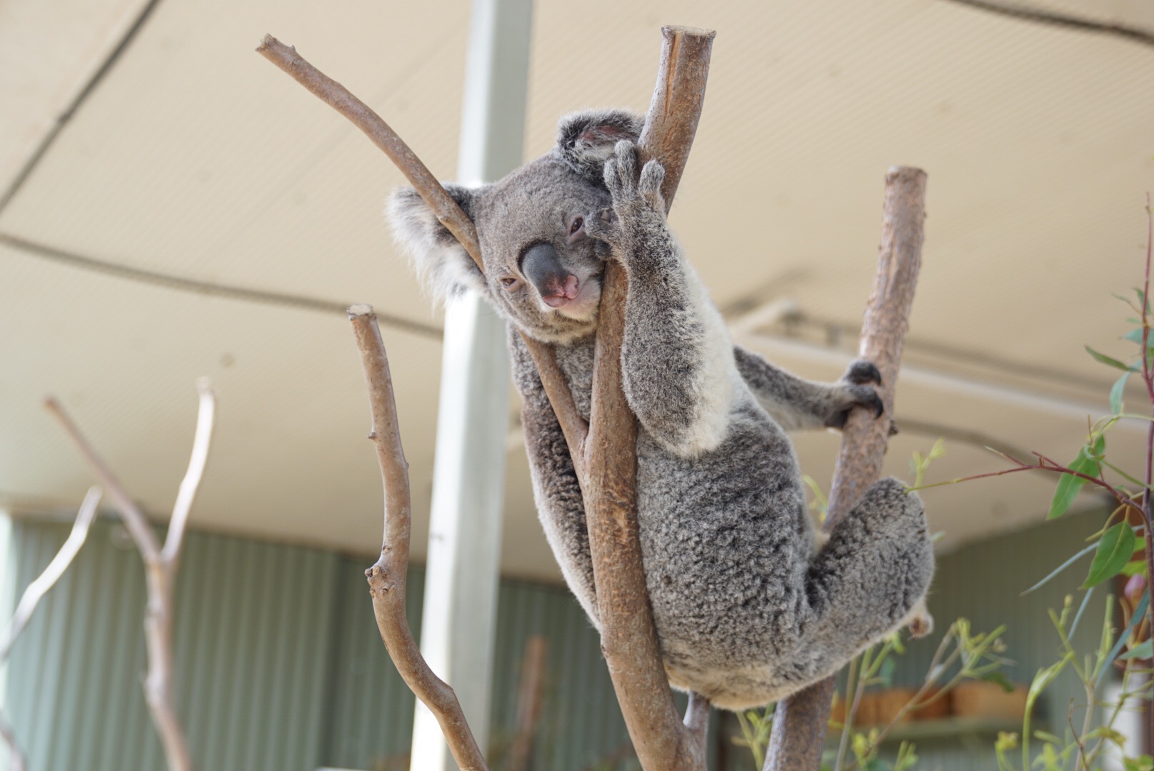 WILD LIFE Sydney Zoo-Gabriella Hall
