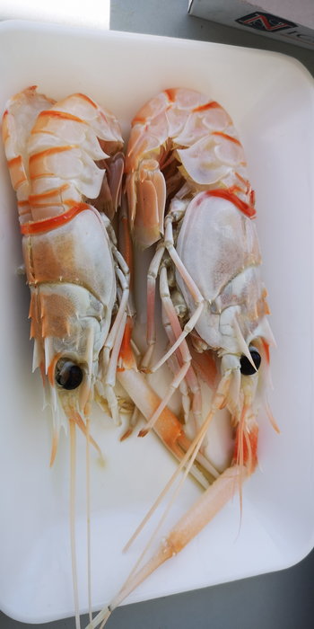 Sydney Fish Market-Finn Mitchell