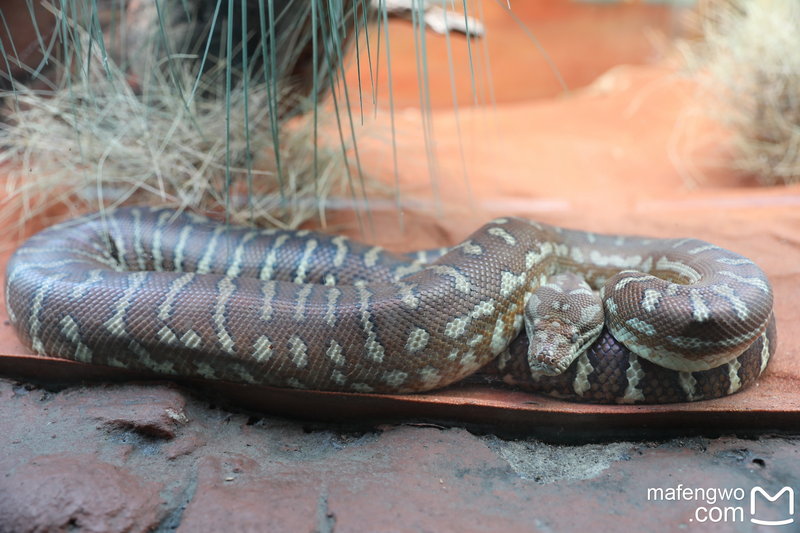 Taronga Zoo-Ember Dawnfall