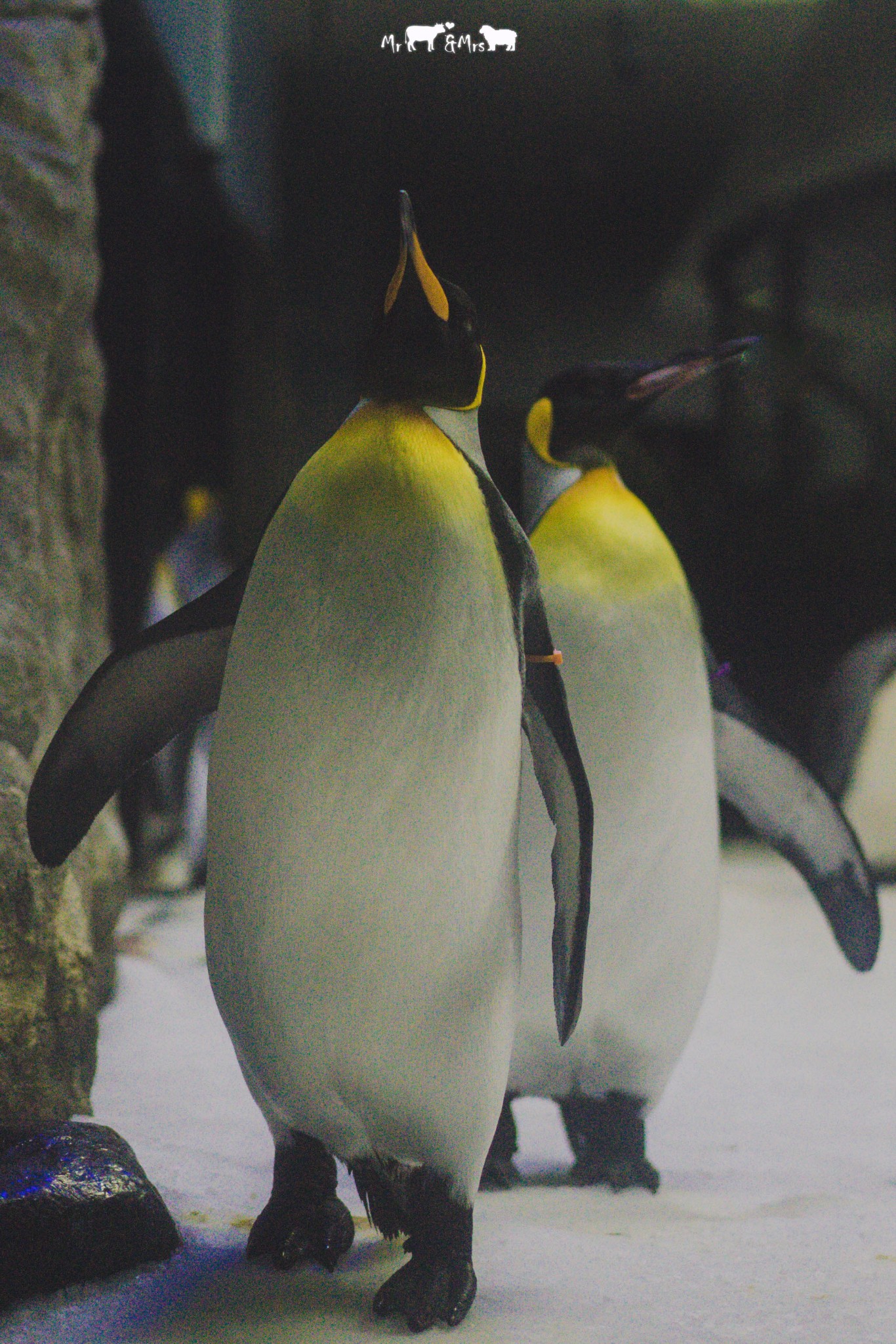 SEA LIFE Sydney Aquarium-Charlotte Garcia