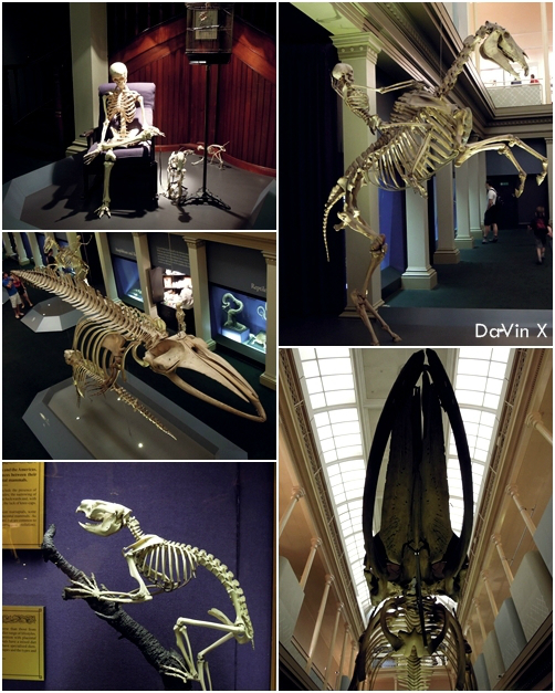 Australian Museum-Valentina Lloyd