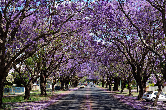 Hyde Park-Ava Thompson