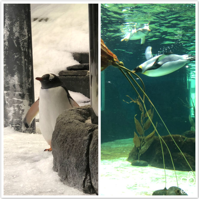 SEA LIFE Sydney Aquarium-Andrew Cooper