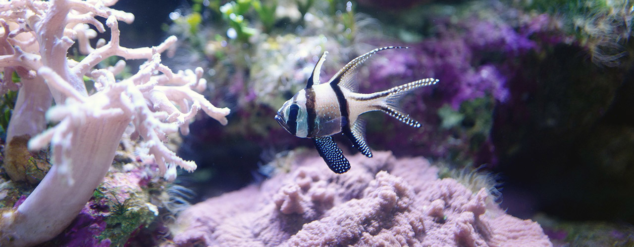 SEA LIFE Sydney Aquarium