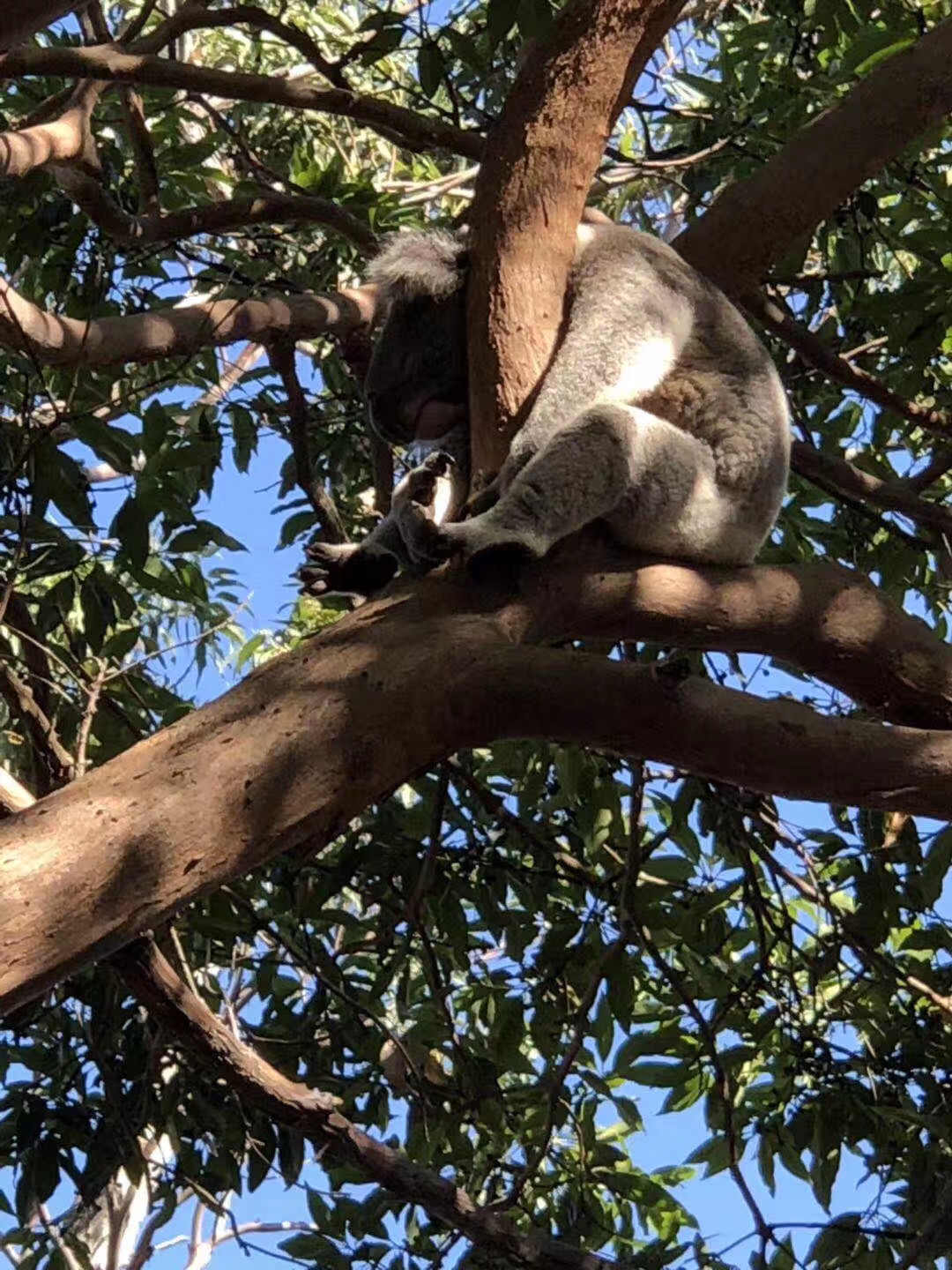 Taronga Zoo-Storm Ravencliff
