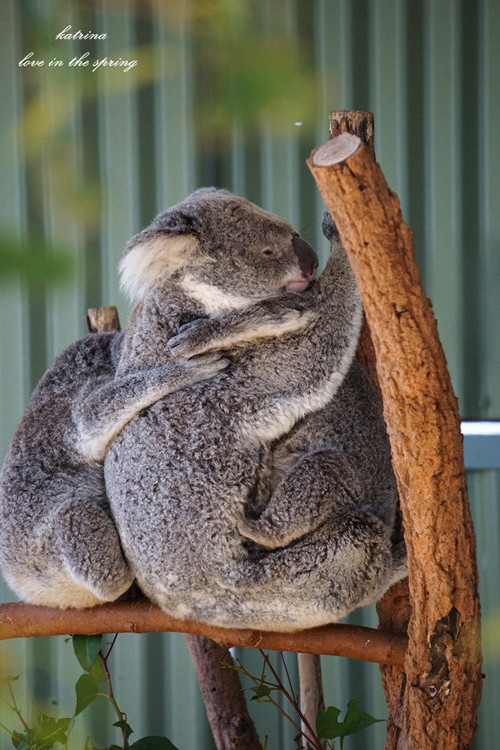 WILD LIFE Sydney Zoo-Ruby Martinez