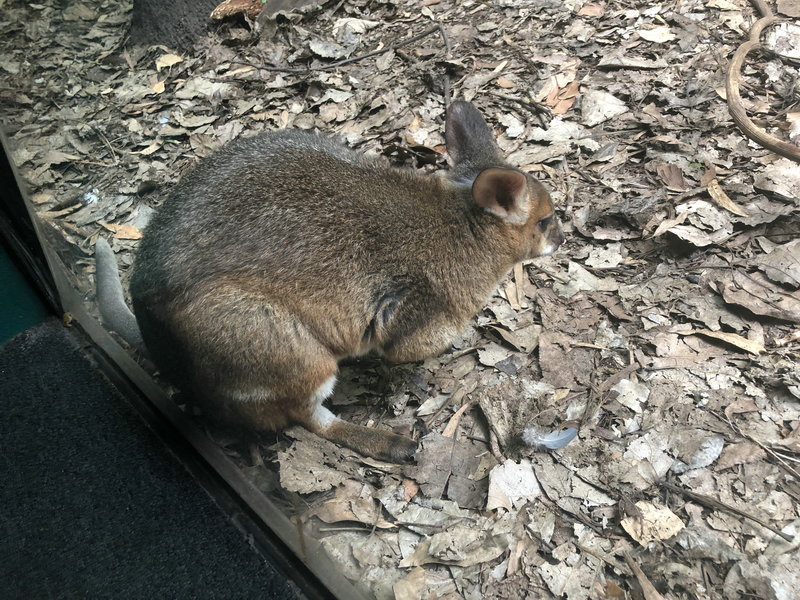 WILD LIFE Sydney Zoo-Gabriel Wallace