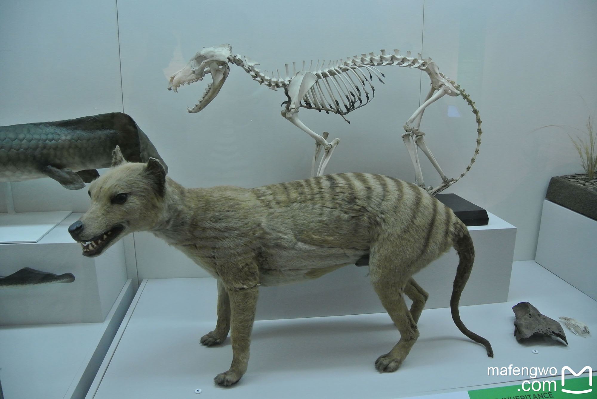 Australian Museum-Alexander Baker