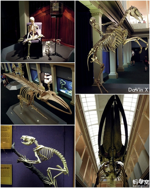 Australian Museum-Valentina Lloyd
